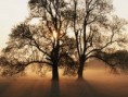 /album/fotogaleria/tree-jpg/